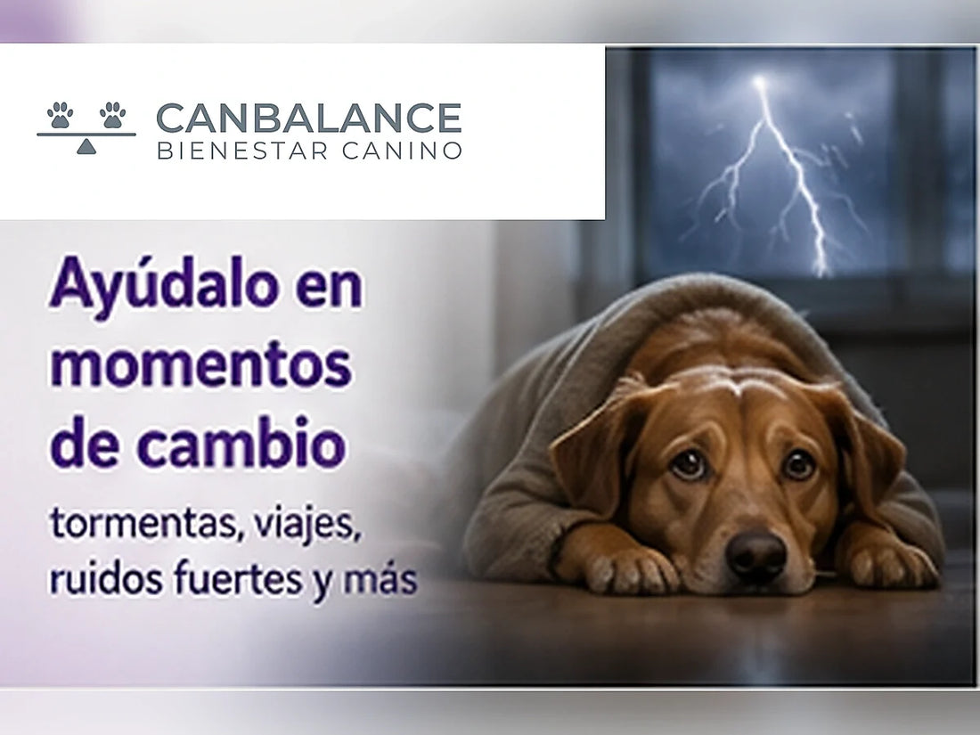 Perro acompañado por su tutor durante una tormenta en portada sobre situaciones de estrés cotidiano.