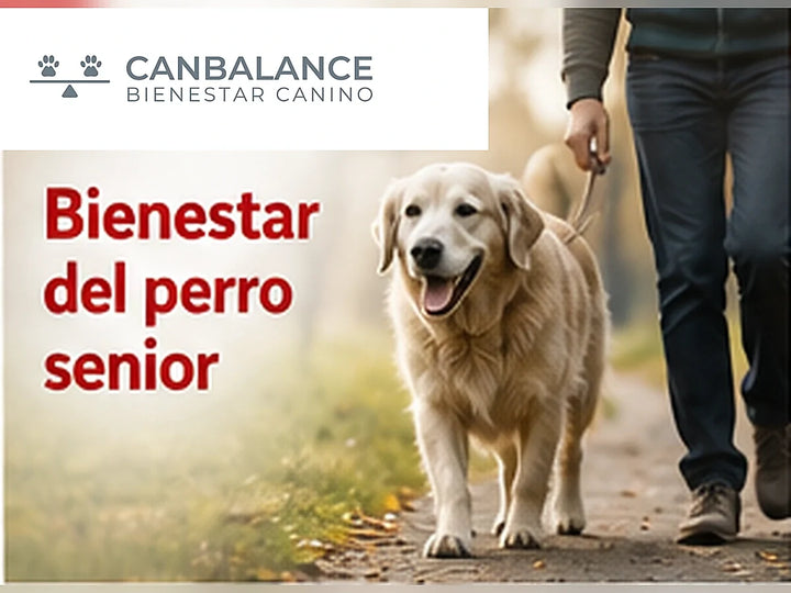 Perro senior caminando con su tutor en portada sobre bienestar, movilidad y nutrición.