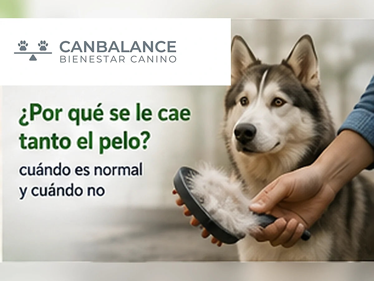 Tutor cepillando a su perro en portada sobre caída de pelo y muda canina.