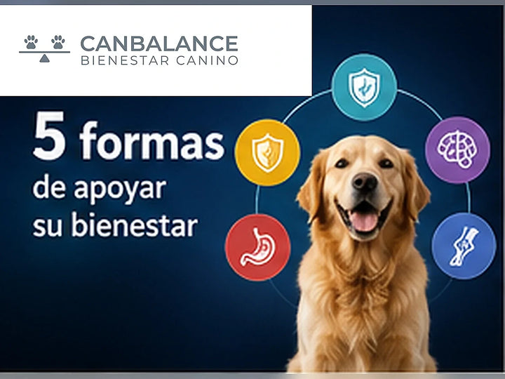 Perro saludable en imagen de CanBalance sobre cinco formas de apoyar su bienestar.