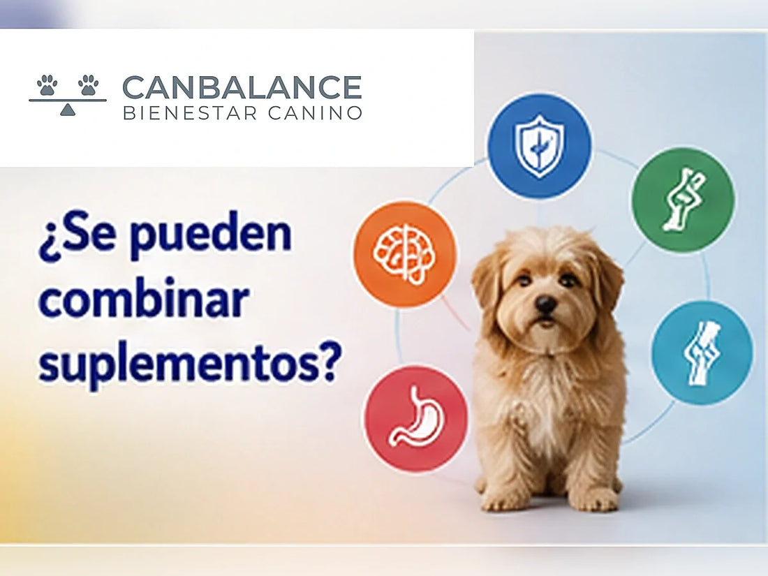 Perro con elementos de diferentes colores CanBalance en portada sobre combinación de suplementos.