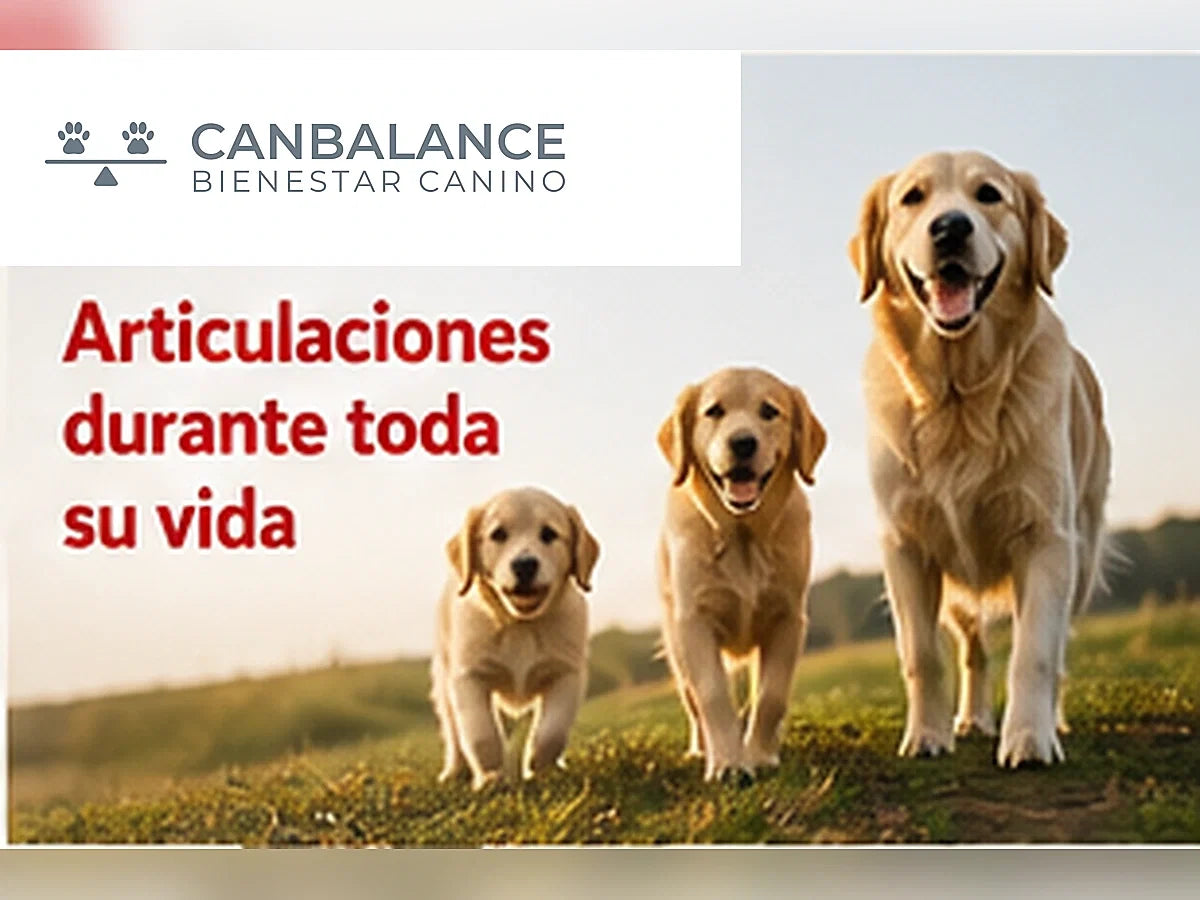 Perros de diferentes edades en portada sobre cuidado de las articulaciones durante toda la vida.