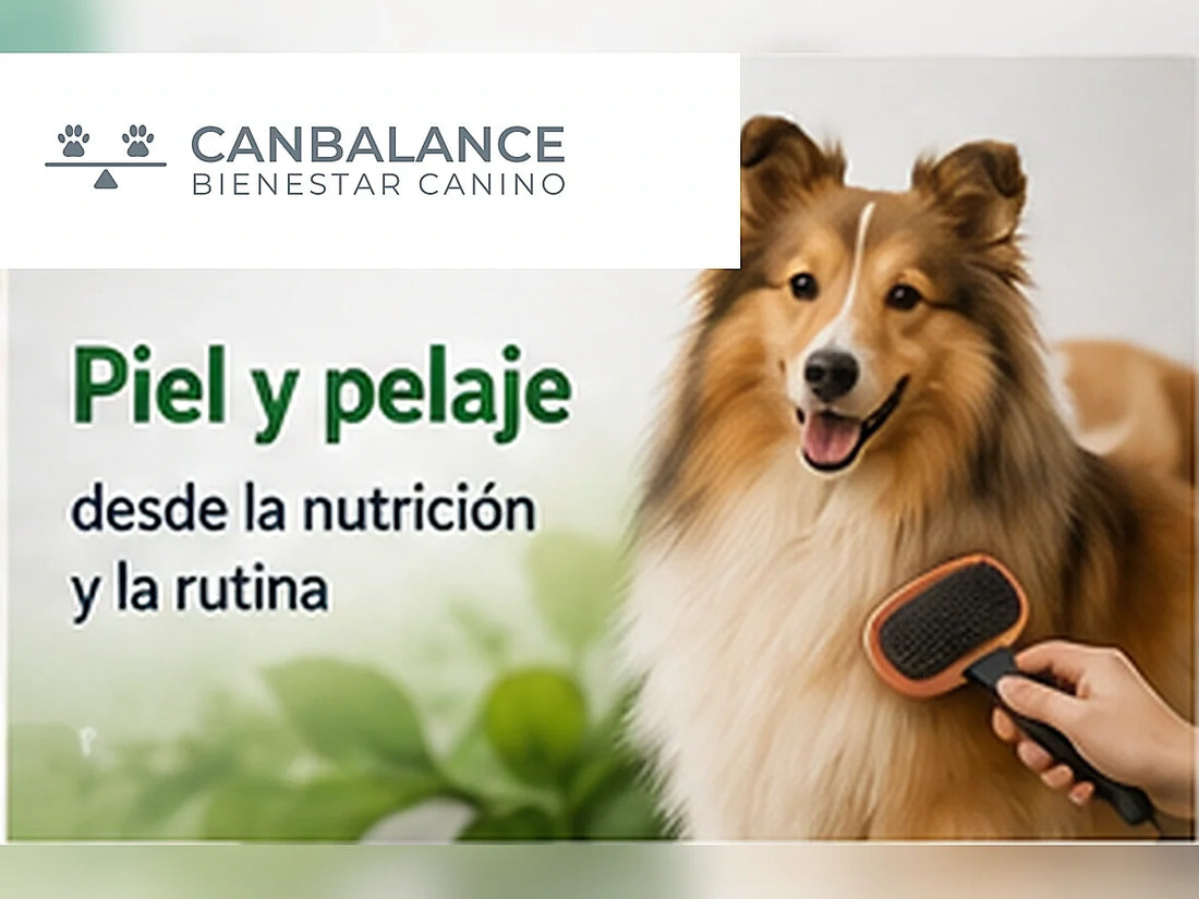 Perro de pelaje saludable siendo cepillado en portada sobre nutrición, piel y pelaje.