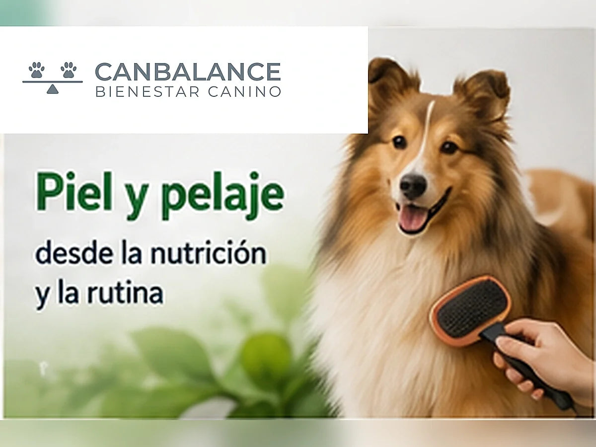Perro de pelaje saludable siendo cepillado en portada sobre nutrición, piel y pelaje.