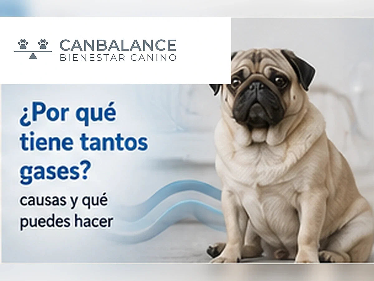 Perro junto a su tutor en portada sobre causas frecuentes de gases en perros.