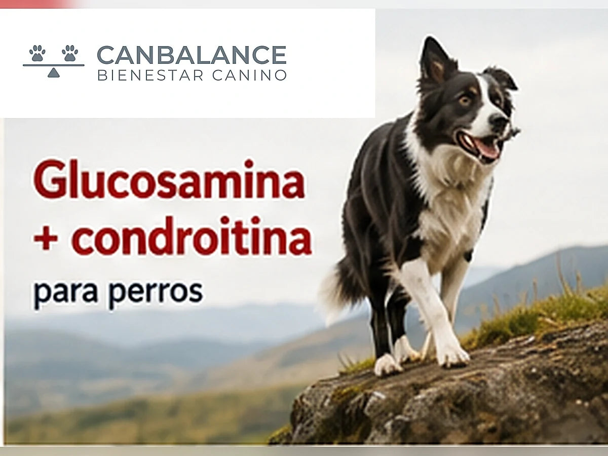 Perro activo en portada sobre glucosamina y condroitina para perros.