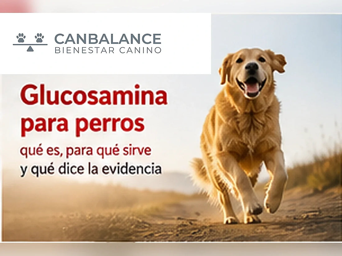 Perro activo en portada informativa sobre glucosamina para perros.