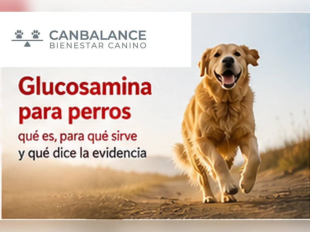 Perro activo en portada informativa sobre glucosamina para perros.