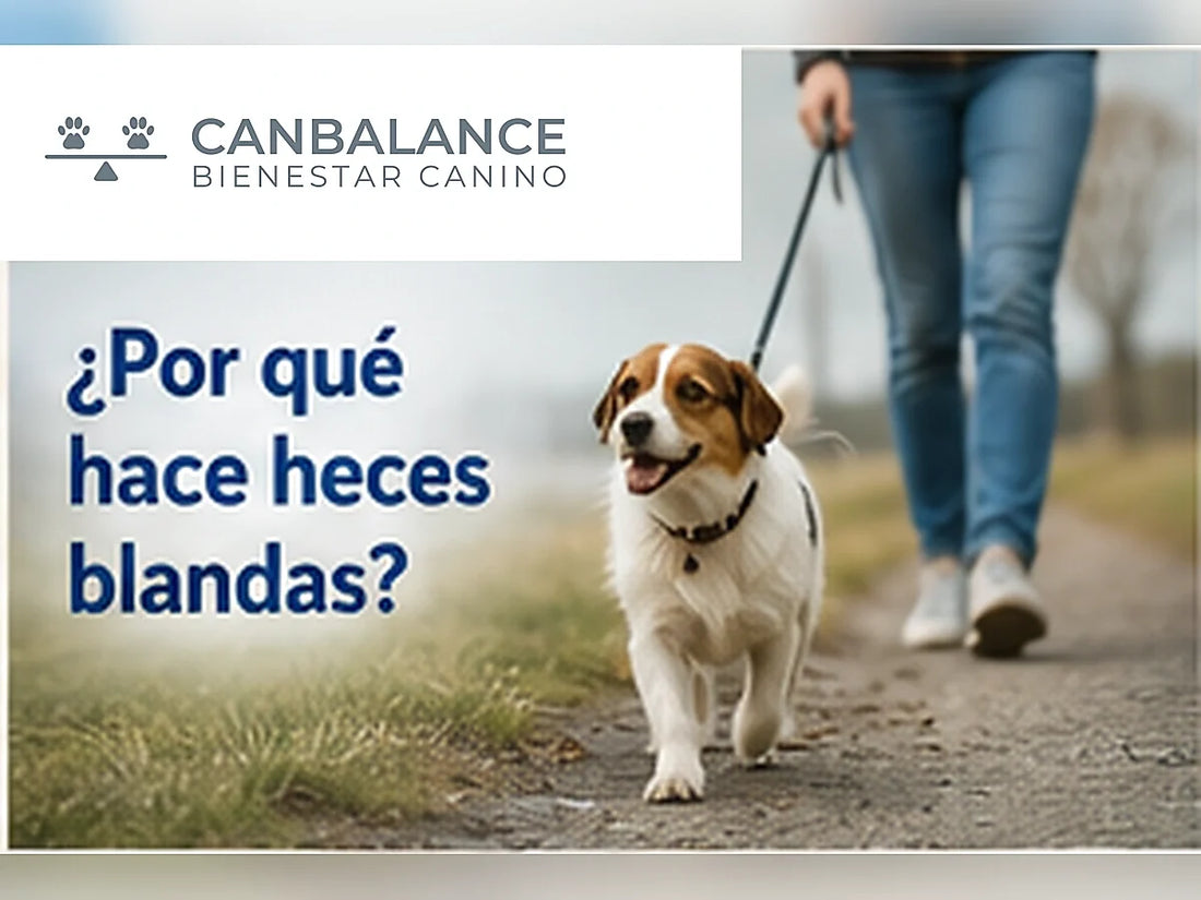 Perro durante un paseo en portada sobre causas comunes de heces blandas.
