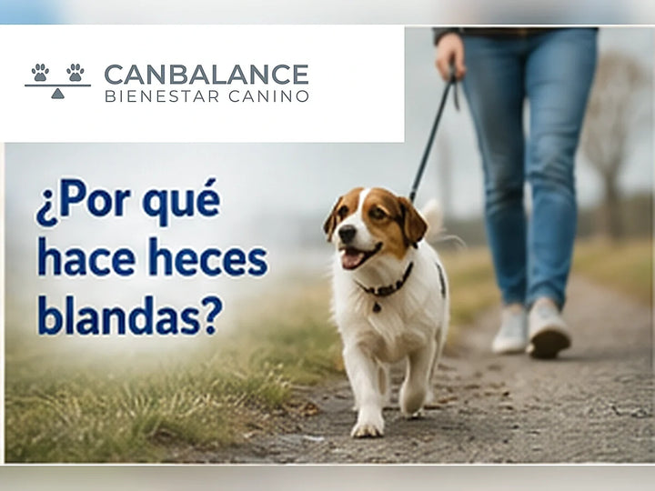 Perro durante un paseo en portada sobre causas comunes de heces blandas.
