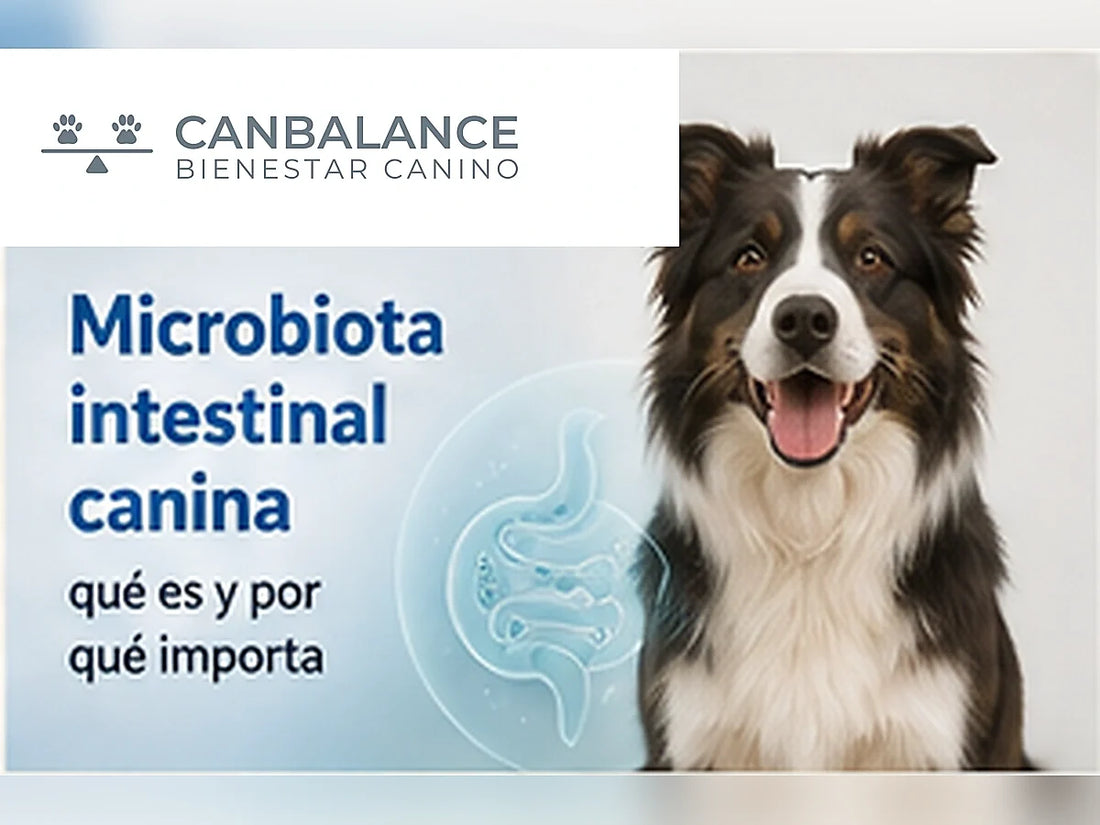 Perro saludable en portada educativa sobre microbiota intestinal canina.