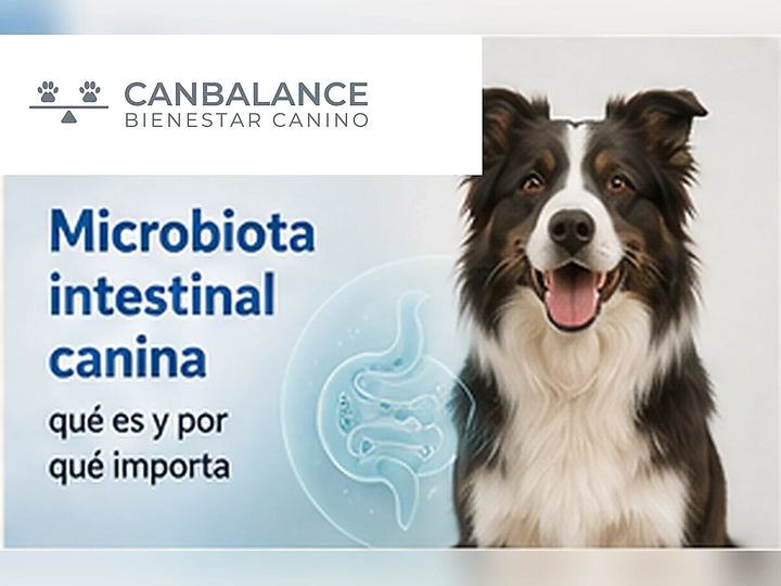 Perro saludable en portada educativa sobre microbiota intestinal canina.