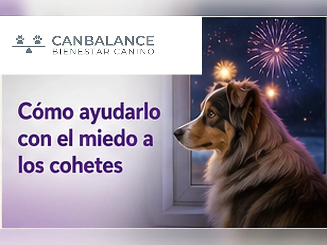 Perro acompañado por su tutor durante fuegos artificiales en portada sobre miedo a los cohetes.
