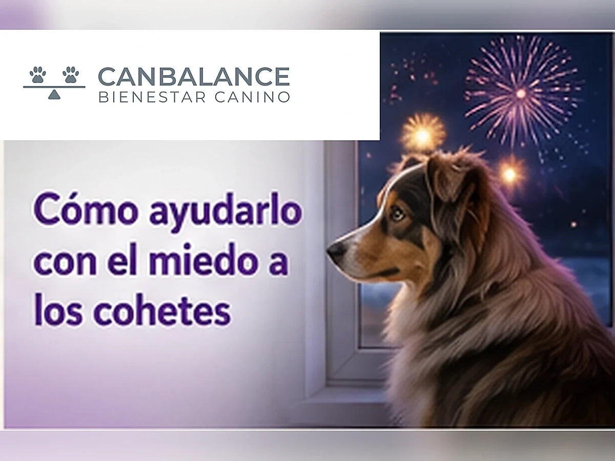 Perro acompañado por su tutor durante fuegos artificiales en portada sobre miedo a los cohetes.