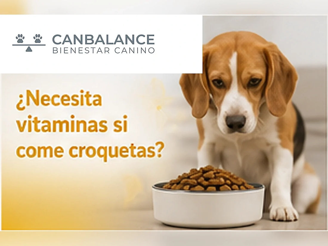 Perro junto a un plato de croquetas en portada sobre la necesidad de vitaminas adicionales.