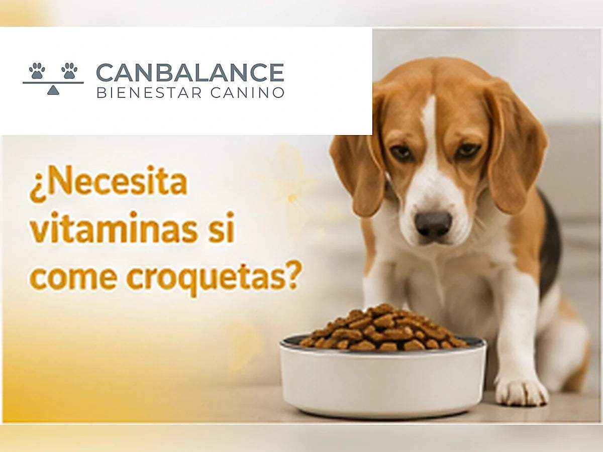 Perro junto a un plato de croquetas en portada sobre la necesidad de vitaminas adicionales.
