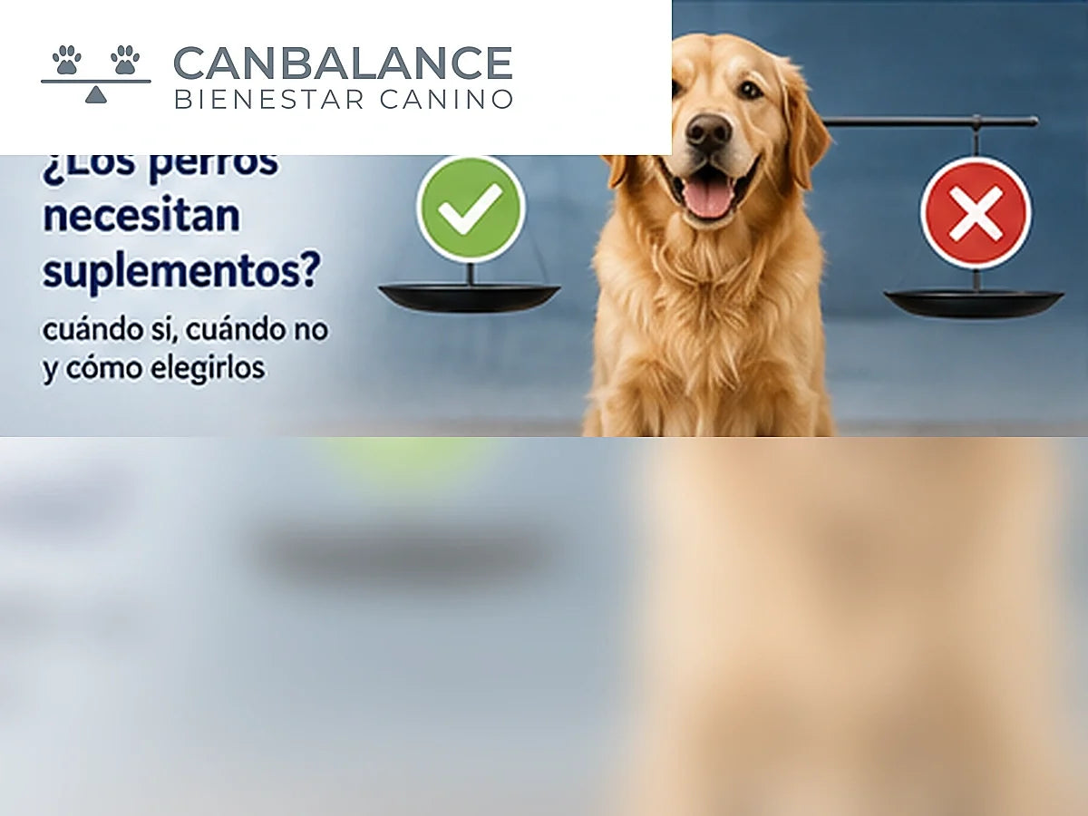 Perro en portada educativa sobre cuándo pueden necesitar suplementos y cómo elegirlos.