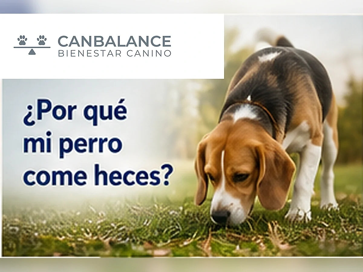 Perro olfateando durante un paseo en portada sobre causas de la coprofagia.