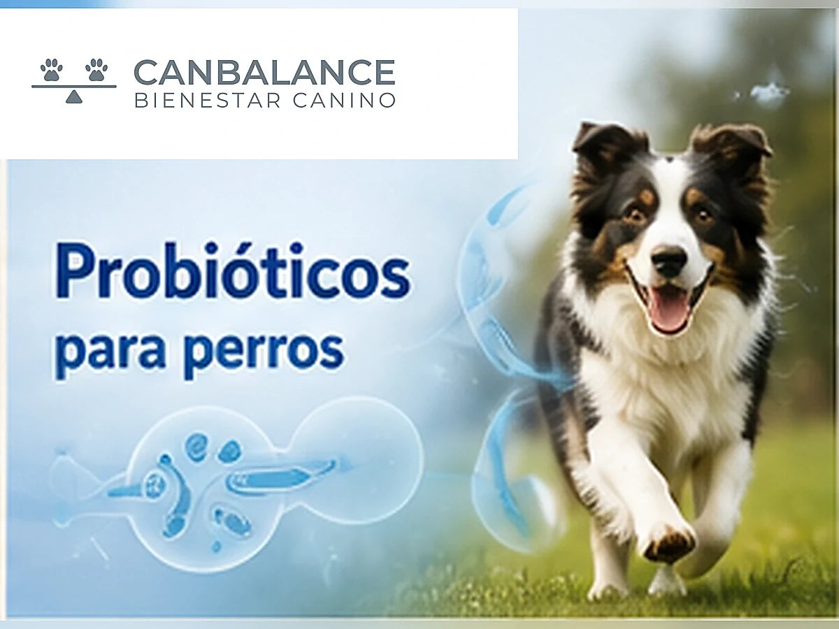 Perro saludable en portada sobre probióticos para perros y bienestar digestivo.