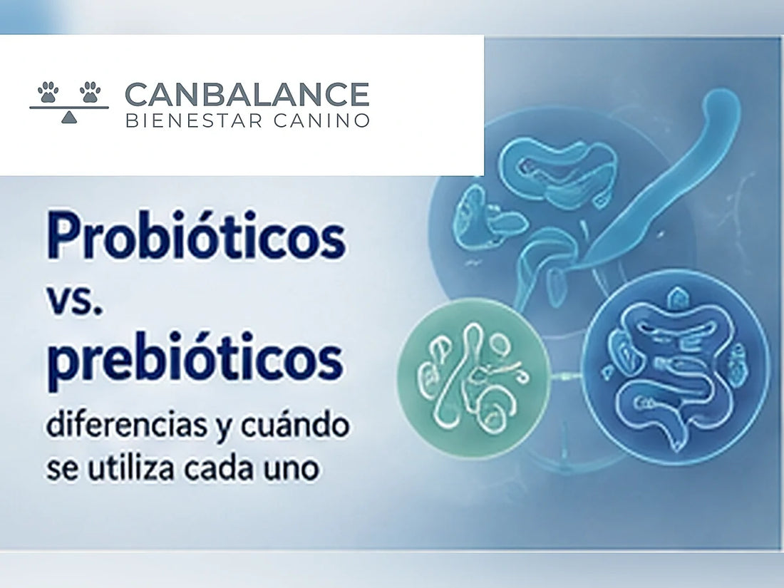 Portada comparativa sobre diferencias entre probióticos y prebióticos para perros.