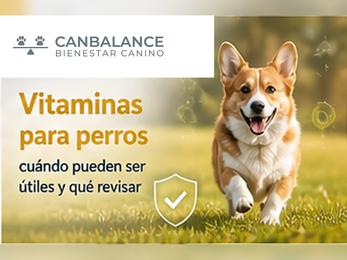 Perro saludable en portada informativa sobre vitaminas para perros.