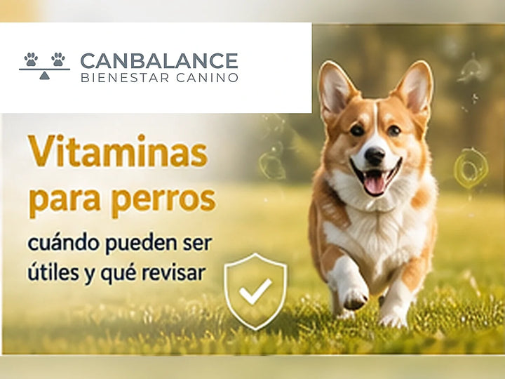 Perro saludable en portada informativa sobre vitaminas para perros.